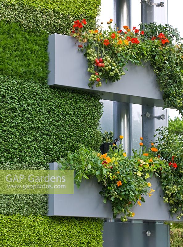 Hydroponic 'living wall' filled with culinary herbs and Tomatoes growing from containers on balconies - 'The B and Q Garden', Gold Medal Winner, RHS Chelsea Flower Show 2011 
