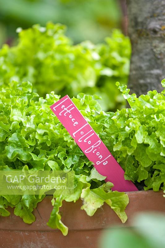 Lactuca -Lettuce in pots with plant label by Bunny Guinness - 'The M and G Investments Garden', Silver Gilt Medal Winner, RHS Chelsea Flower Show 2011 
 