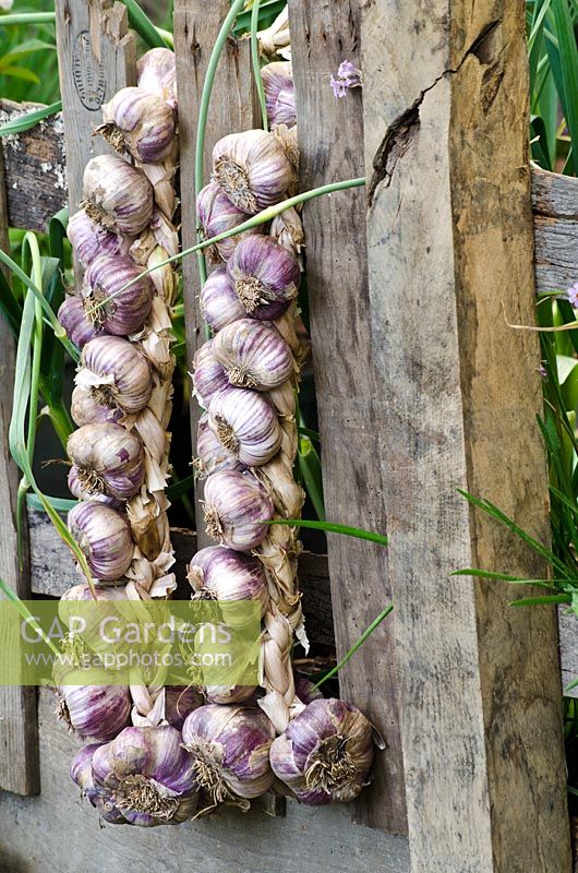 Garlic plaits hanging from a wooden fence in 'Garlic Lover's Garden', the Garlic Farm - RHS Hampton Court Flower Show 2011