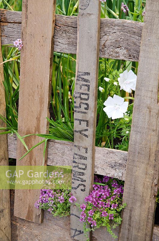 Recycled wooden fence in the 'Garlic Lover's Garden', the Garlic Farm - RHS Hampton Court Flower Show 2011
 