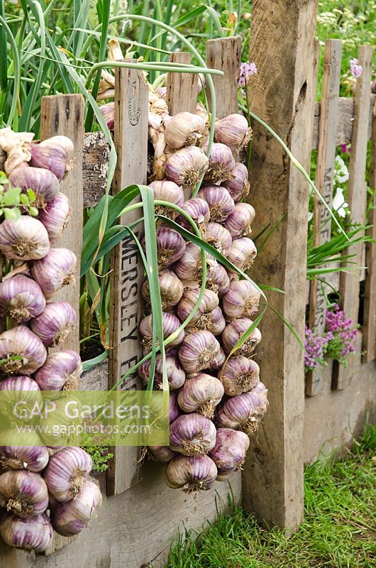 Garlic plaits hanging from a wooden fence in the 'Garlic Lover's Garden', the Garlic Farm - RHS Hampton Court Flower Show 2011
 