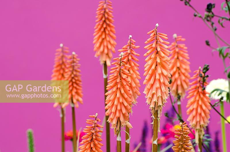 Kniphofia 'Timothy' in front of a pink background - 'Control the Uncontrollable Garden' - RHS Hampton Court Flower Show 2011