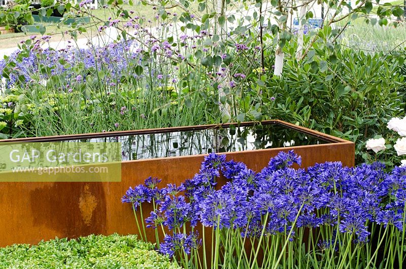 Cor-Ten steel water trough under Betula - Birch tree and surrounded by Agapanthus and Verbena bonariensis -  'Vestra Wealth's Gray's Garden' - RHS Hampton Court Flower Show 2011