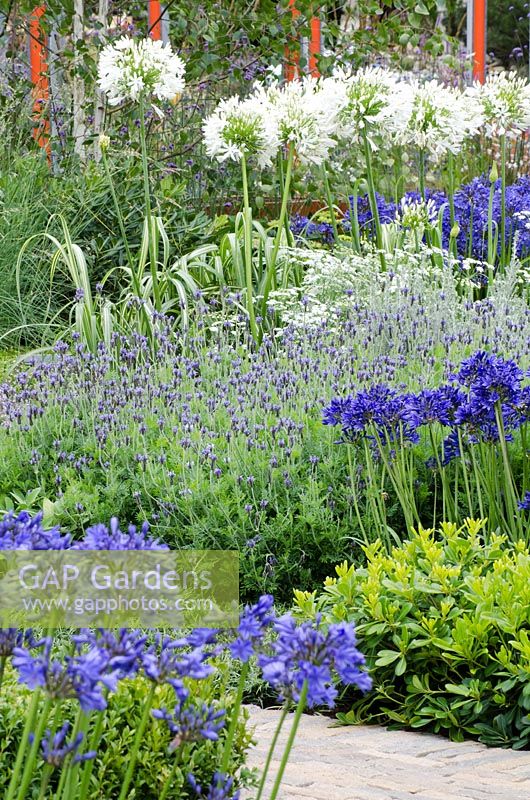 Blue and white Agapanthus with Lavandula- 'Vestra Wealth's Gray's Garden' - RHS Hampton Court Flower Show 2011
 