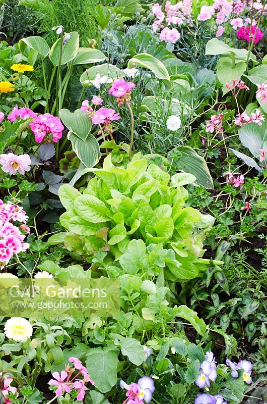 Edible flower border including salad leaves, Viola, Pelargonium - Geranium, Calendula officinalis - The RHS Edible Garden, RHS Hampton Court Flower Show 2011