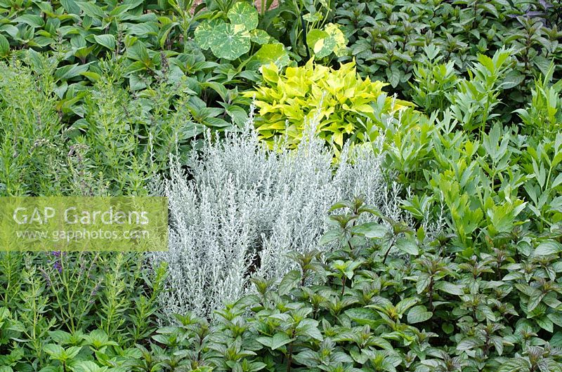 Mixed herbs including Mentha - Mint, Helichrysum italicum microphyllum - Curry Plant, and Levisticum officinale - Lovage in 'The RHS Edible Garden', RHS Hampton Court Flower Show 2011
