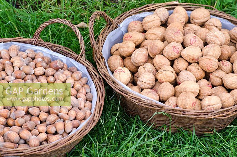Baskets with Walnuts and Hazelnuts