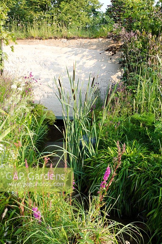 Chalk stream with Lythrum salicaria - Purple Loosestrife and Typha angustifolia - Bullrushes in the WWF'S 50th Anniversary Garden - 'Why we care about Chalk Streams' Silver Gilt Medal Winner, RHS Hampton Court Flower Show 2011