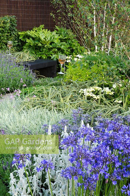 Mixed planting of Agapanthus, Stachys byzantina, Tulbaghia violacea 'Silver Lace' and grasses - 'Vestra Wealth's Gray's Garden', Gold Medal Winner, RHS Hampton Court Flower Show 2011