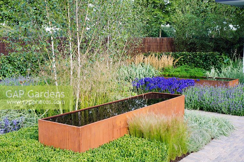 Cor-Ten steel water trough under Betula - Birch tree, and surrounded by Agapanthus, Stipa tenuissima and Lavandula - Vestra Wealth's Gray's Garden', Gold Medal Winner, RHS Hampton Court Flower Show 2011