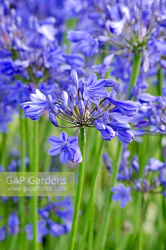 Agapanthus - 'Vestra Wealth's Gray's Garden', Gold Medal Winner, RHS Hampton Court Flower Show 2011