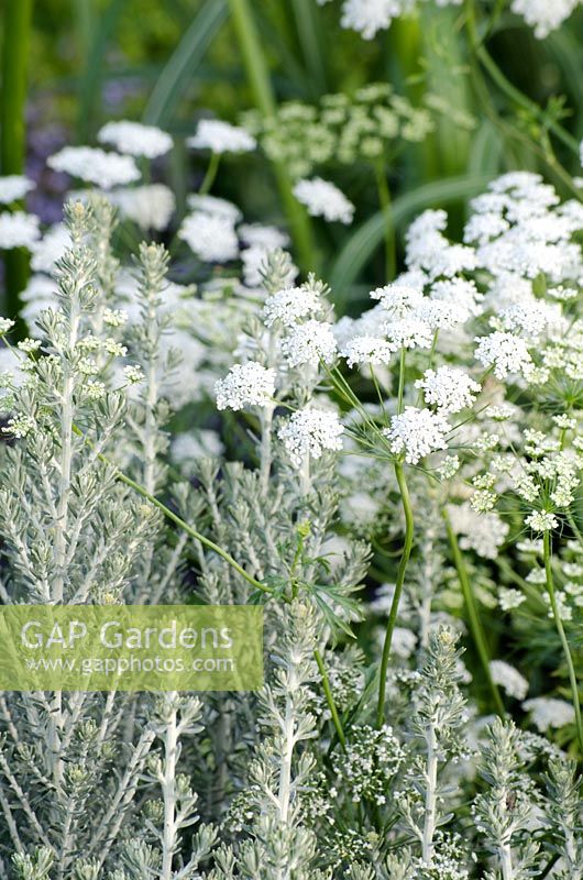 Silver and white foliage of Ammi majus and Santolina, 'Vestra Wealth's Gray's Garden', Gold Medal Winner, RHS Hampton Court Flower Show 2011