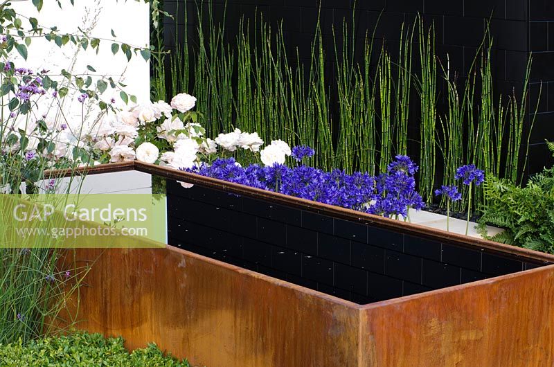 Equisetum Japonicum with a black background, next to a Cor-Ten steel water trough surrounded by Agapanthus and Verbena bonariensis. 'Vestra Wealth's Gray's Garden', Gold Medal Winner, RHS Hampton Court Flower Show 2011 