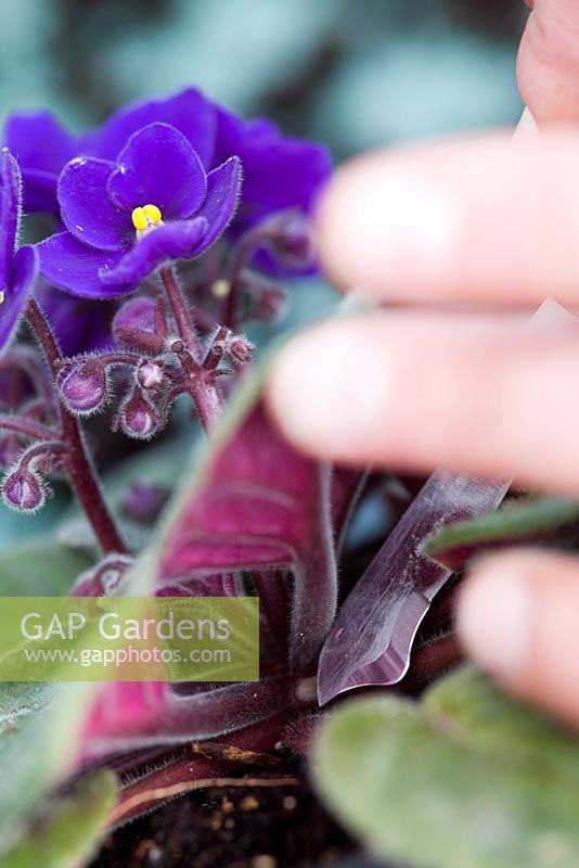 Step by step leaf cuttings of Saintpaulia - African Violet