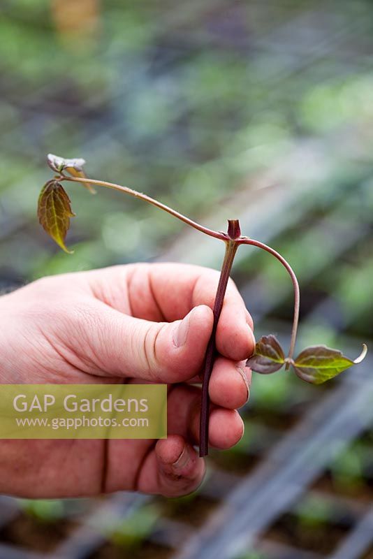 Step by step internodal cuttings of Clematis
