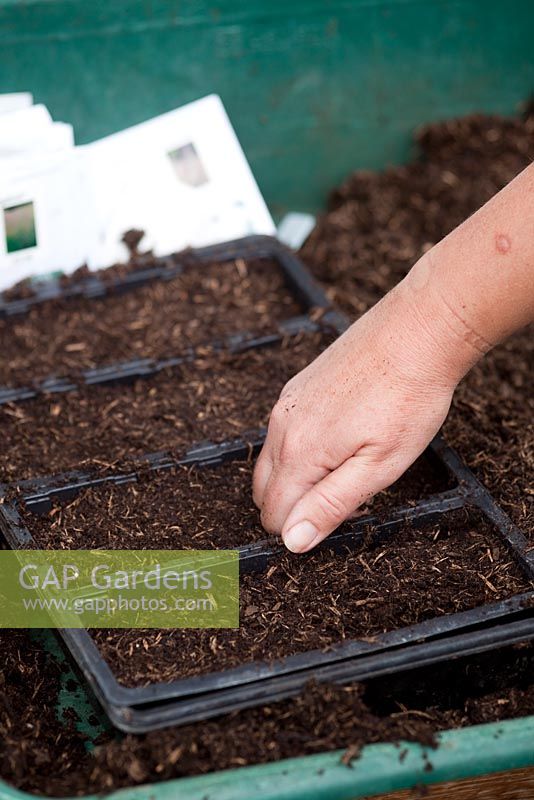Sowing Ornamental Grass seed
