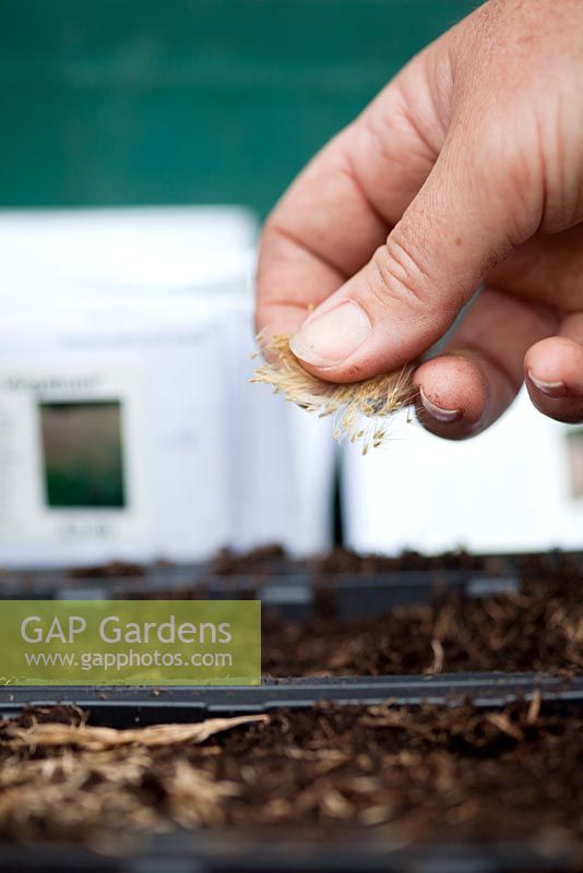 Sowing Ornamental Grass seed 
