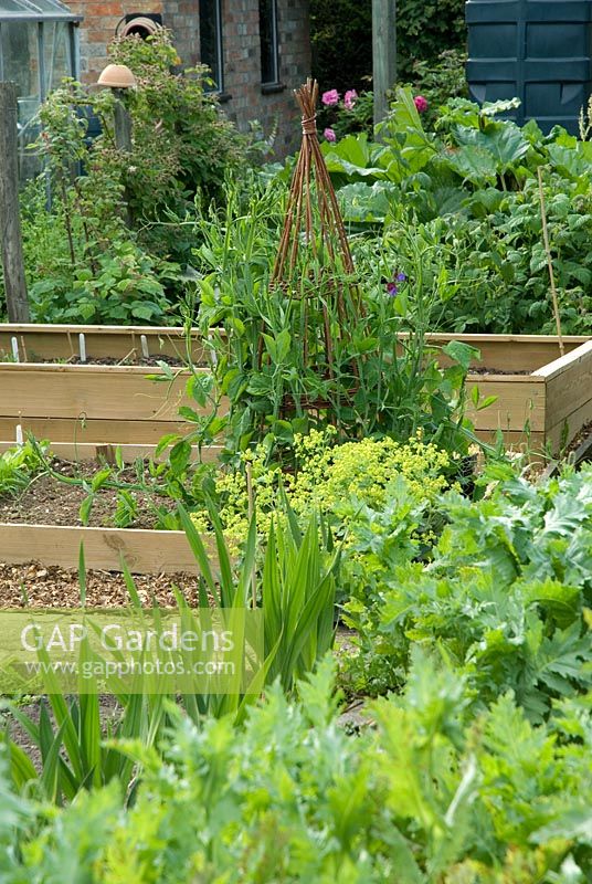 Organic vegetable and flower garden with raised beds and Lathyrus odoratus - Sweet Peas on a willow wigwam. Other plants include Papaver, Gladiolus, Alchemilla mollis, Rosa, and Rubus x loganobaccus - Loganberries. Gowan Cottage, Suffolk. 21 June