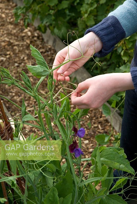 Young girl tieing in Lathyrus odoratus 'Perfume Delight' - Sweet Peas to a willow wigwam with raffia at Gowan Cottage, Suffolk. 21 June