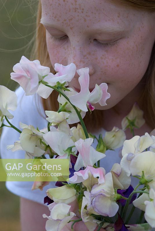 Young girl smelling Lathyrus odoratus  'Beth Chatto' and 'Kings High Scent' - Sweet Peas at Gowan Cottage, Suffolk. 26 June