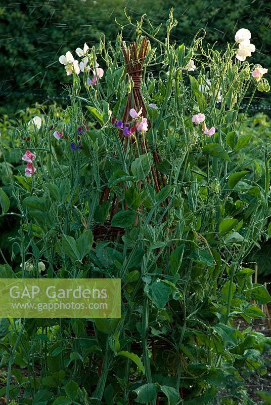Lathyrus odoratus -  - Sweet Peas 'Kings High Scent' and 'Beth Chatto' on a willow wigwam watered by a sprinkler in the early evening at Gowan Cottage, Suffolk. 27 June