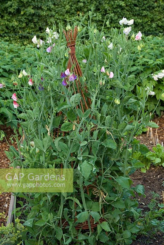 Lathyrus odoratus - Sweet Peas 'Kings High Scent', 'Perfume Delight' and 'Beth Chatto', on a willow wigwam at Gowan Cottage, Suffolk. 28 June