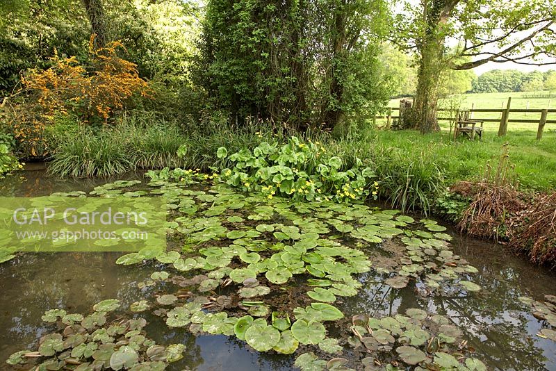 Pond with Nymphaea - Water Lilies surrounded by Berberis darwinii, Caltha Palustris and Carex pendula - Sezincote Garden. 