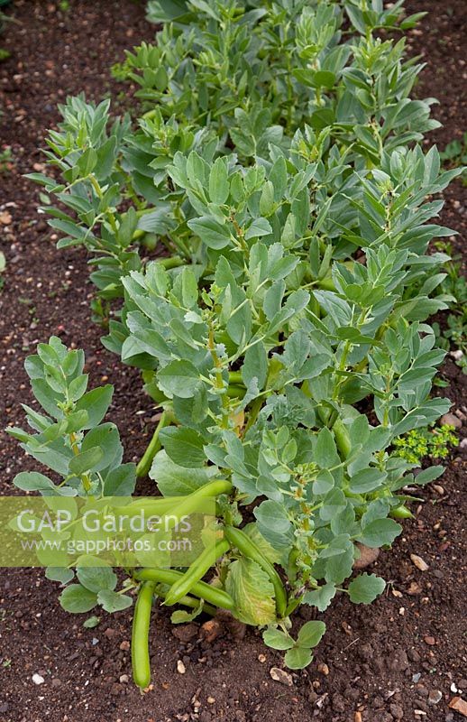 Vicia faba - Broad Bean 'Witkiem'