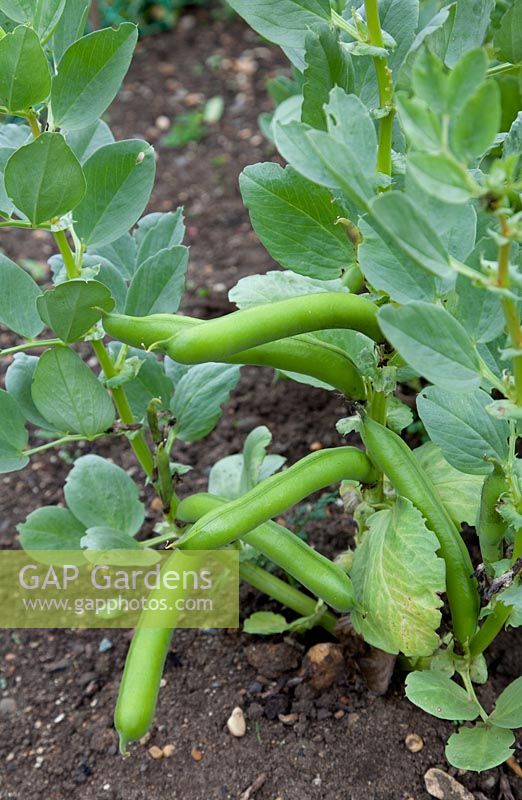 Vicia faba - Broad Bean 'Witkiem'
