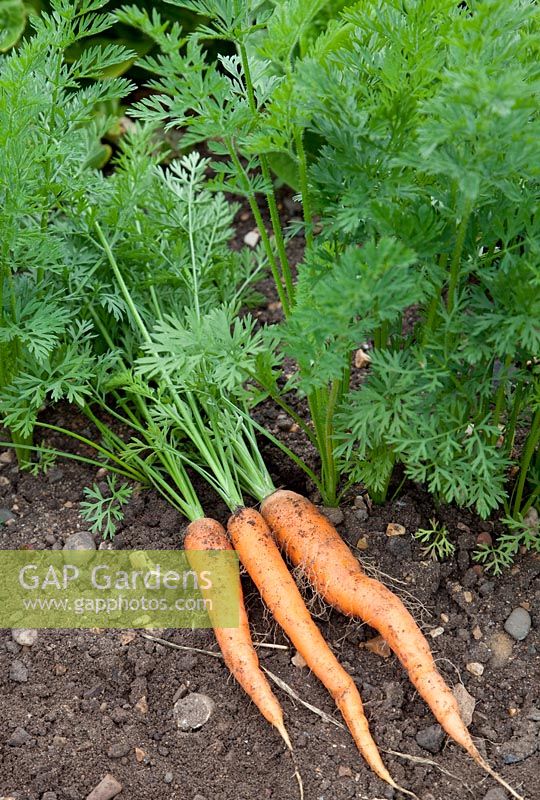 Daucus carota - Carrot 'Artemis F1'
