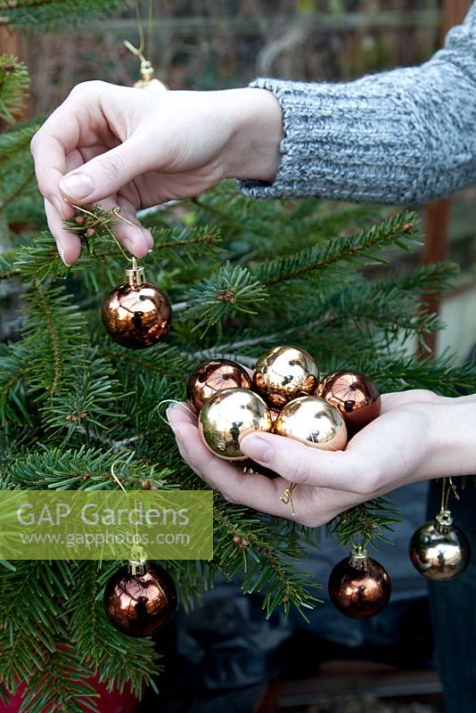 Decorating a Christmas Tree with brown and gold baubles