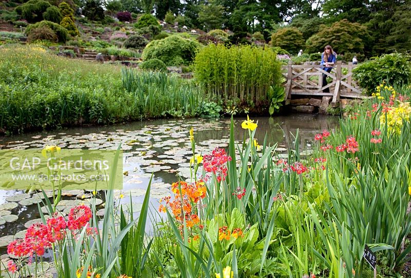 Pond, Iris and Primula sieboldii 'A la Carte' at RHS Garden Wisley with visitor on bridge in background

