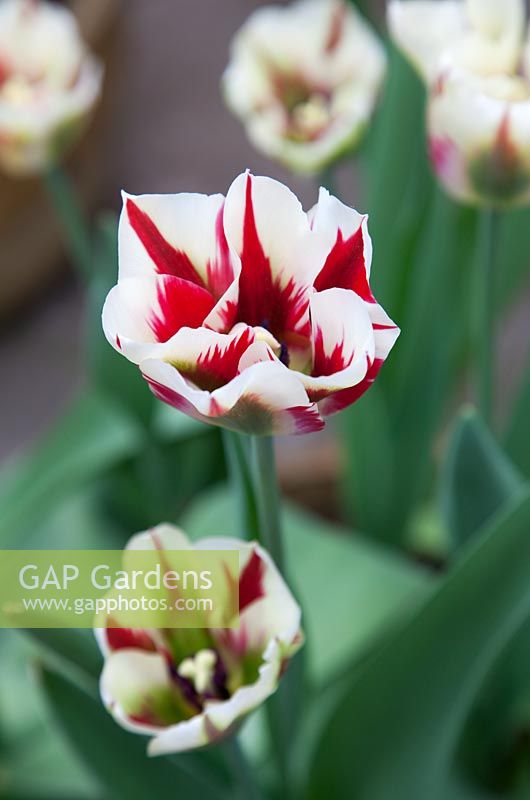 Tulipa 'Flaming Springgreen'