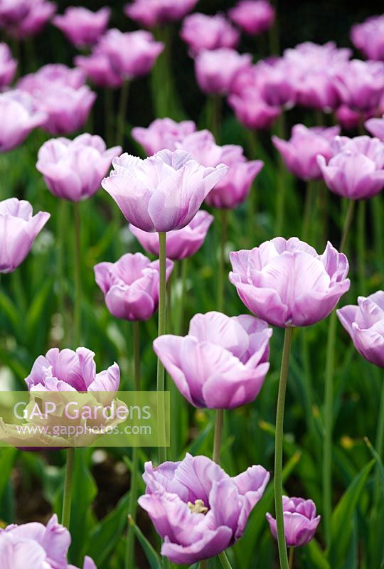 Tulipa 'Bleu Aimable' growing en masse