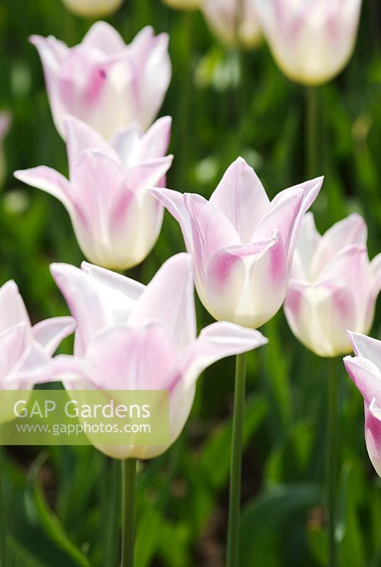 Gap Gardens Tulipa Elegant Lady Image No 0272567 Photo By