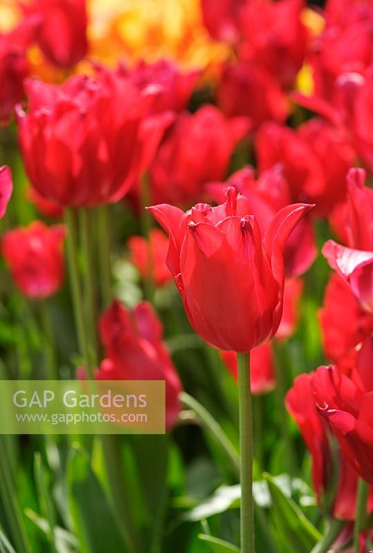 Tulip 'Red Shine'