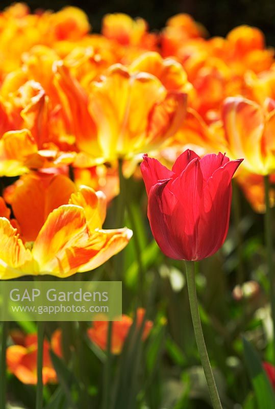 Tulip 'Red Shine' and 'Prof.Rontgen'