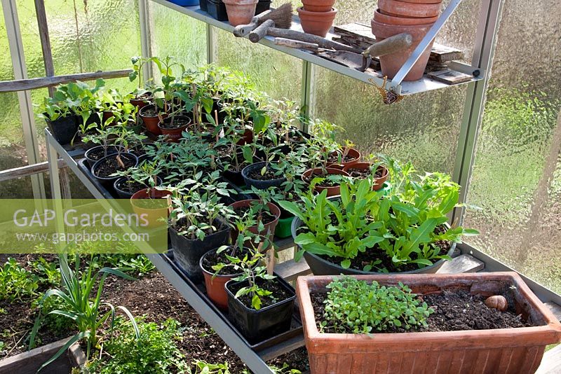 Glasshouse with seedlings in pots, Eruca sativa, tomatoes