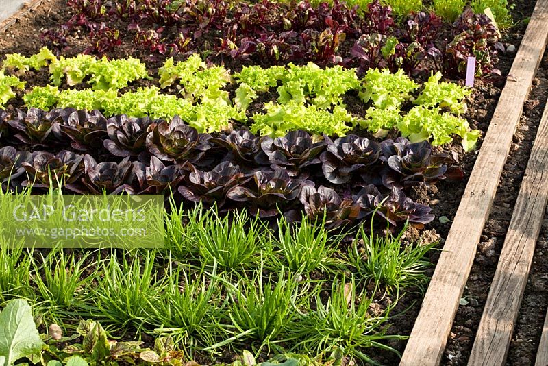 Salad and buck's horn plaintain Plantago coronops in vegetable garden 