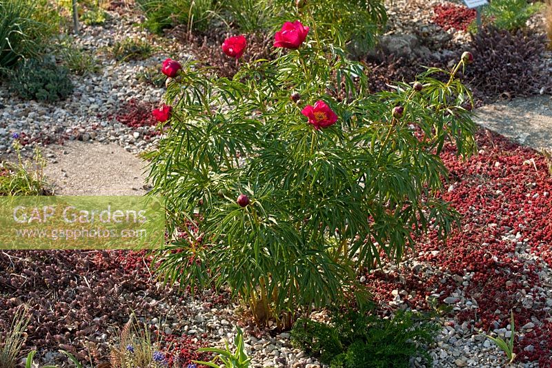 Paeonia x smouthii growing in gravel and rock garden 