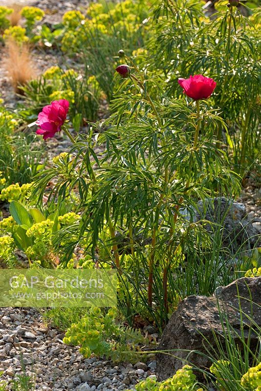 Euphorbia myrsinites and Paeonia x smouthii in gravel and rock garden 