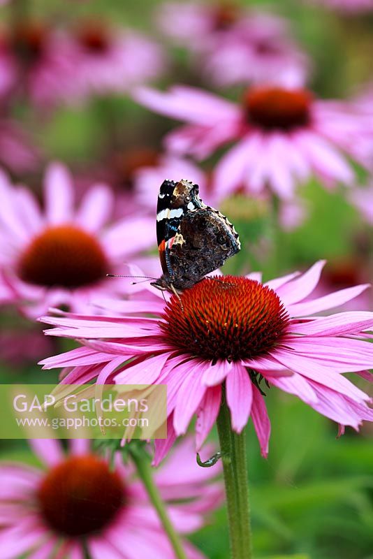 Red Admiral butterfly on Echinacea Purpurea 'Magnus'