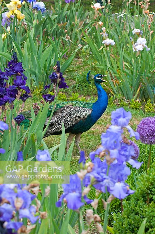 Peacock in an Iris garden 