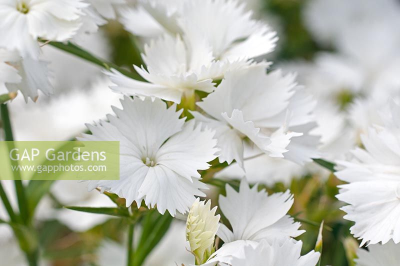 Dianthus x interspecies