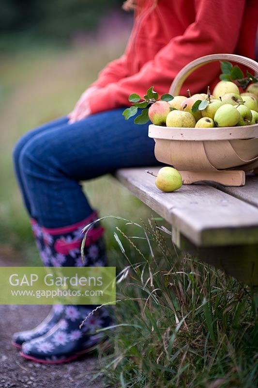 Woman wearing jeans and wellies sitting on a wooden bench with a wooden trug of harvested Apples 