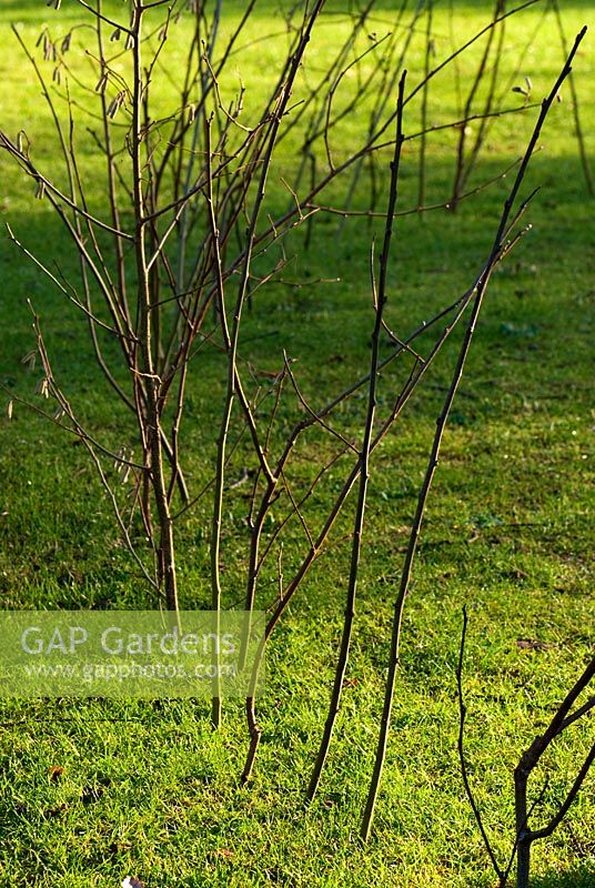 Twigs in lawn to prevent visitors treading on emerging bulbs. Sir Harold Hillier Gardens, Hampshire, UK
 