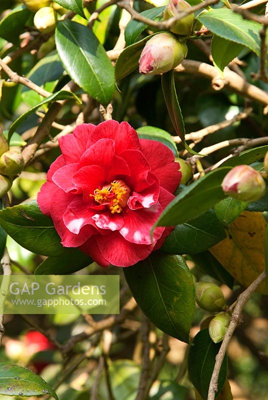 Camellia japonica 'Adolphe Audusson', AGM