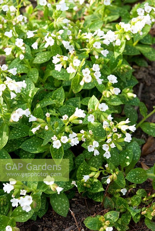 Pulmonaria 'Sissinghurst White', AGM. Sir Harold Hillier Gardens, Hampshire, UK 
 