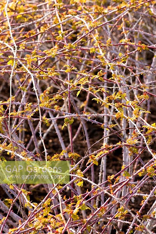 Rubus cockburnianus 'Golden Vale', AGM