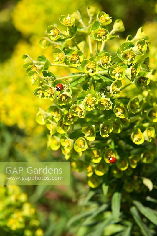 Ladybirds on Euphorbia
